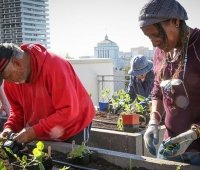 Volunteer at one of our community gardens!